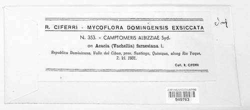 Camptomeris image
